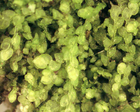 Image of Microlejeunea (Spruce) Steph.