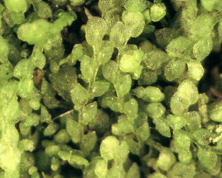 Image of Microlejeunea (Spruce) Steph.