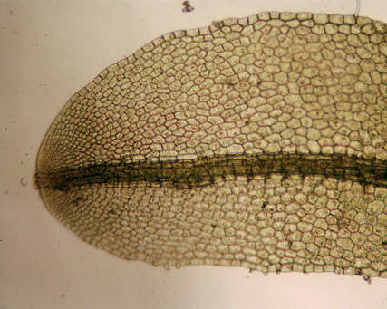 Image of Metzgeria furcata (L.) Corda