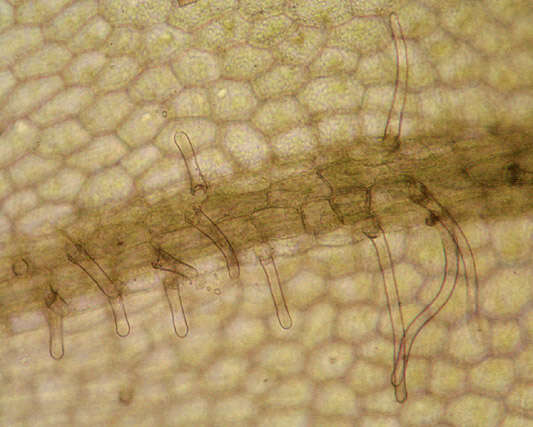 Image of Metzgeria furcata (L.) Corda