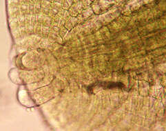 Image of Metzgeria furcata (L.) Corda