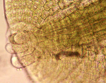 Image of Metzgeria furcata (L.) Corda