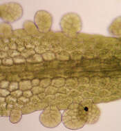 Image of Metzgeria consanguinea Schiffn.