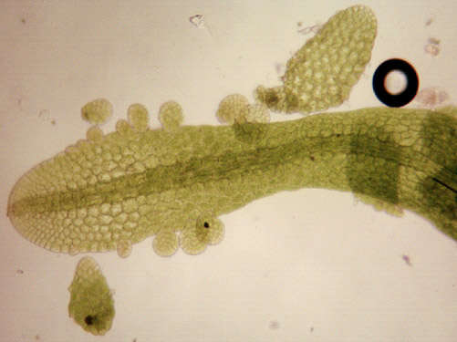 Image of Metzgeria consanguinea Schiffn.