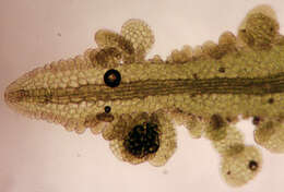 Image of Metzgeria consanguinea Schiffn.