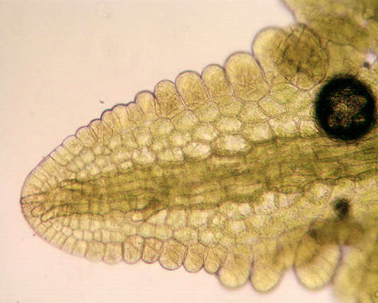 Image of Metzgeria consanguinea Schiffn.