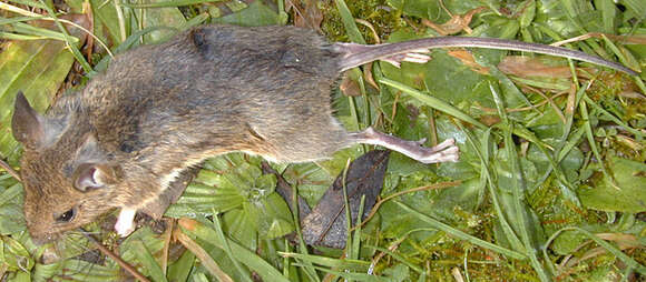 Image of wood mouse, long-tailed field mouse