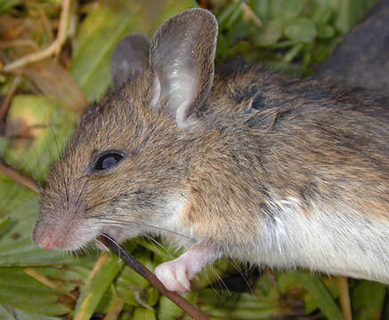 Image of wood mouse, long-tailed field mouse