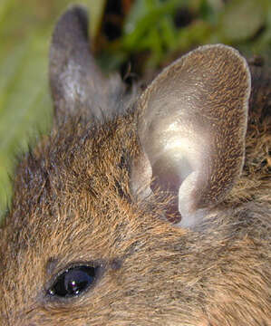 Image of wood mouse, long-tailed field mouse