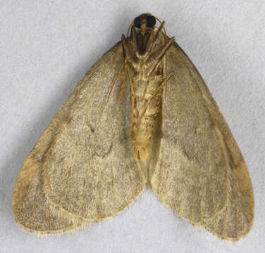 Image of winter moth