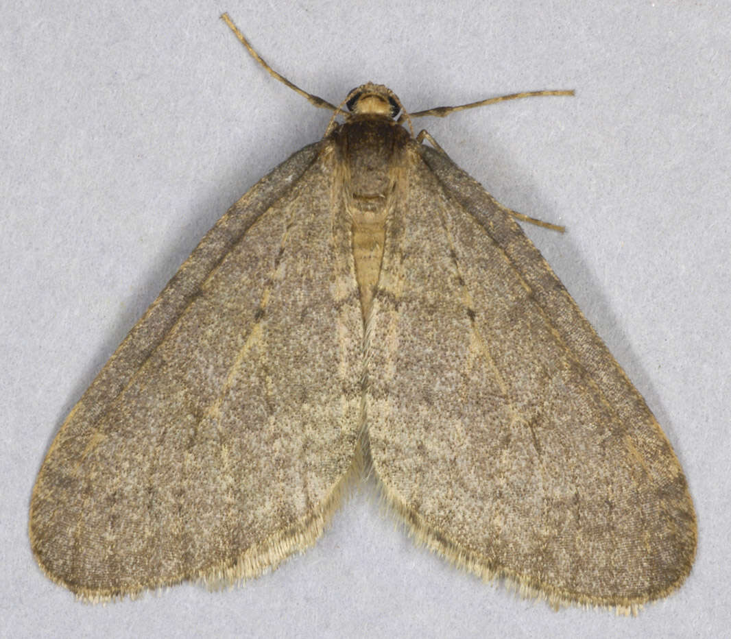 Image of winter moth