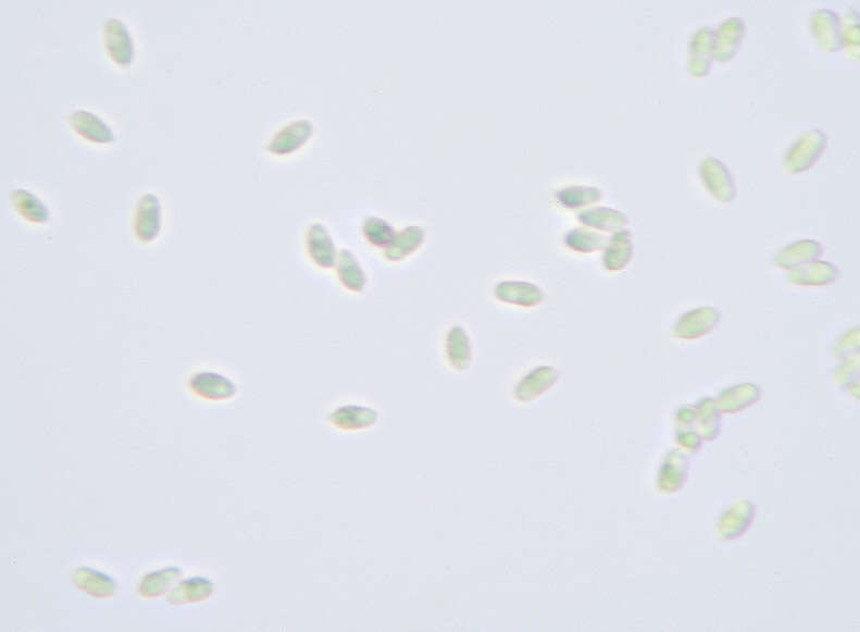 Phloeomana speirea (Fr.) Redhead 2013 resmi