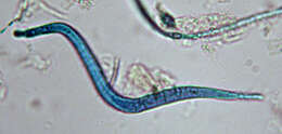 Image of Anguillospora crassa Ingold 1958