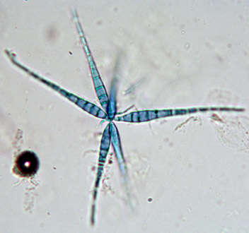 Image of Flabellospora