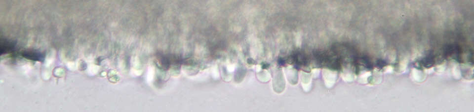 Image of Phloeomana speirea (Fr.) Redhead 2013