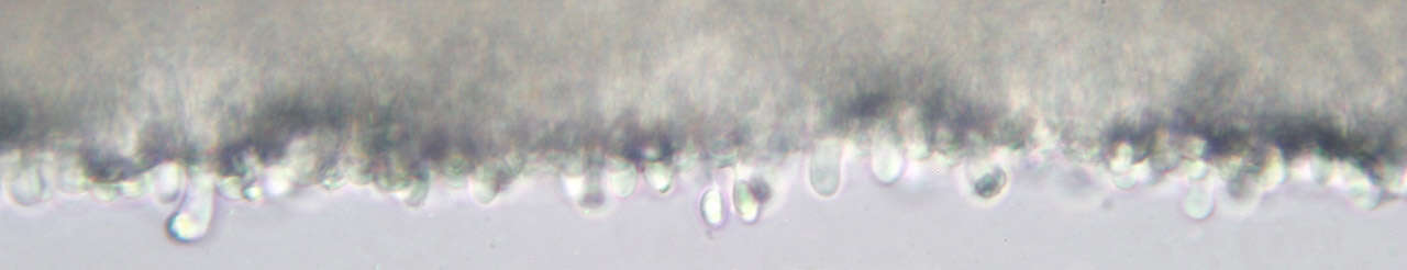 Image of Phloeomana speirea (Fr.) Redhead 2013