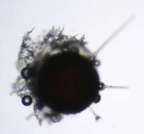 Слика од Phyllactinia orbicularis (Ehrenb.) U. Braun 2012