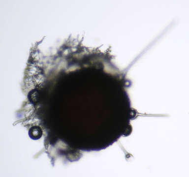 Image of Phyllactinia orbicularis (Ehrenb.) U. Braun 2012