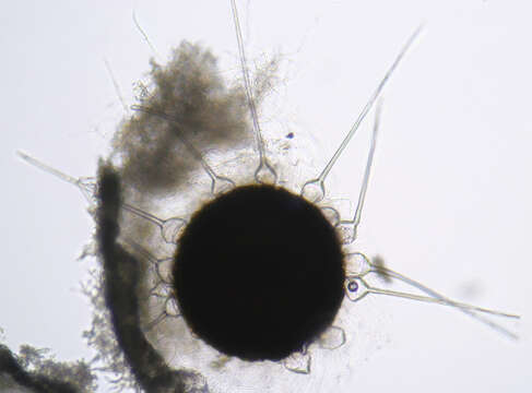 Image of Phyllactinia orbicularis (Ehrenb.) U. Braun 2012