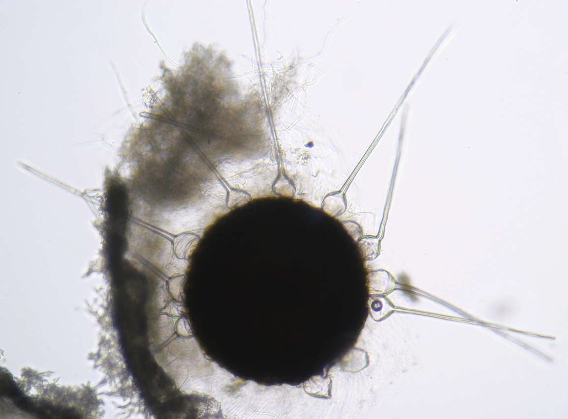 Слика од Phyllactinia orbicularis (Ehrenb.) U. Braun 2012