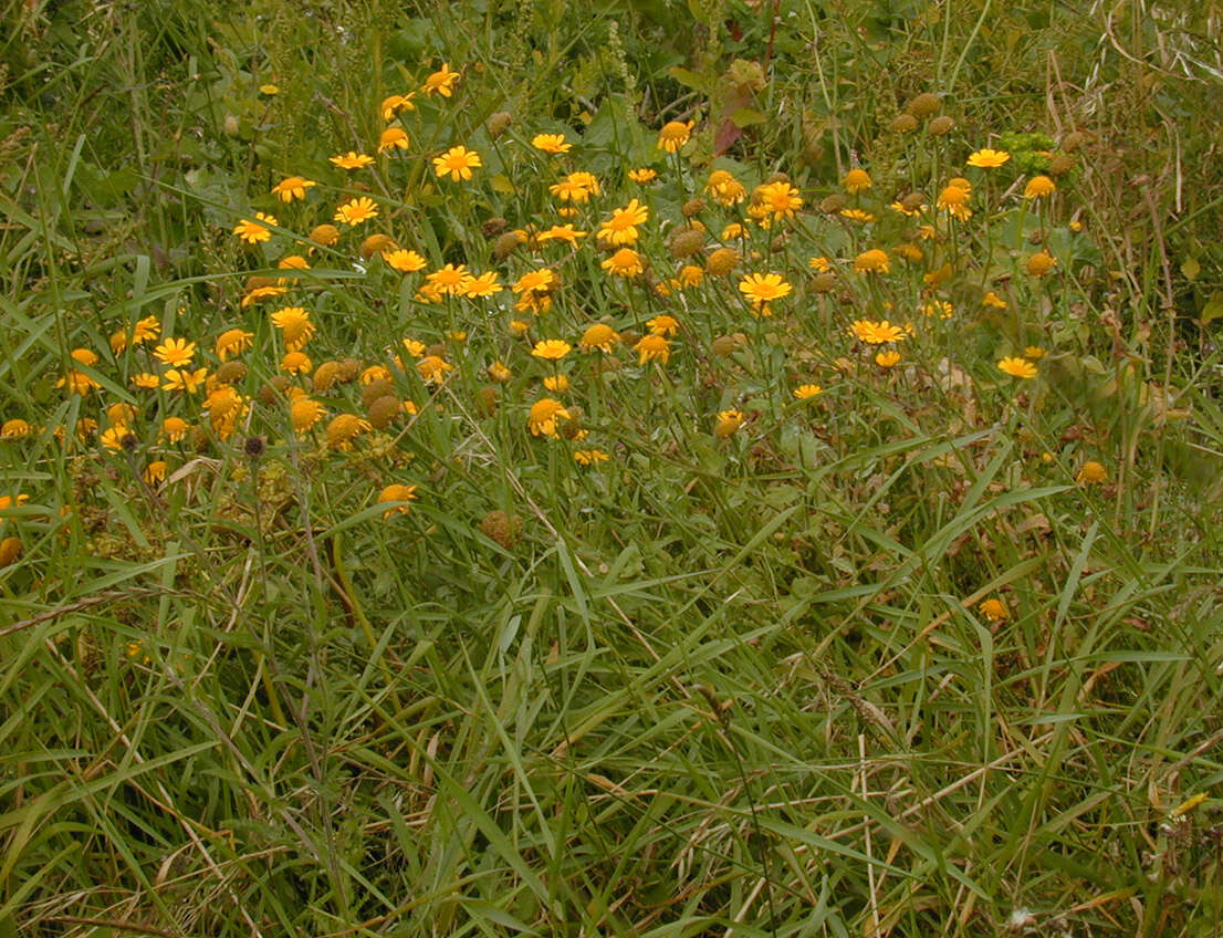 Image of corndaisy