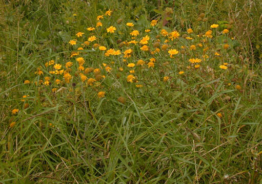 Image of corndaisy