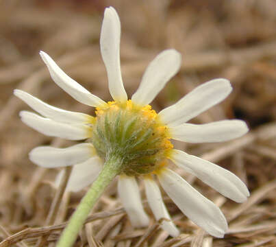 Image of dogfennel