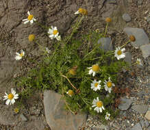 Sivun Tripleurospermum maritimum subsp. maritimum kuva