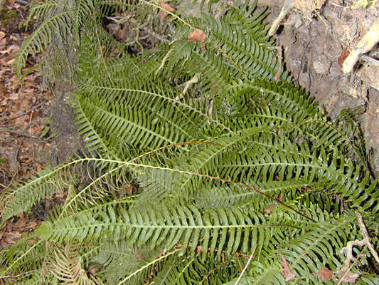 Image of Plantae