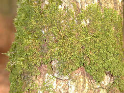 Image of dilated scalewort