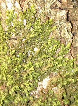 Image of Frullania dilatata (L.) Dumort.