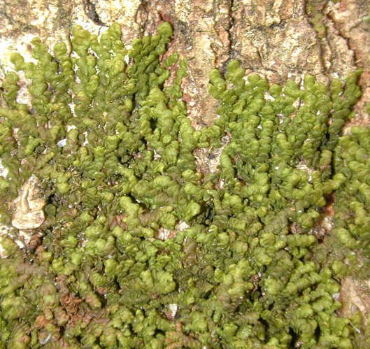 Image of dilated scalewort