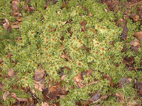 Image of Prairie sphagnum moss