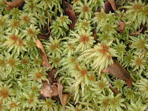 Image of Prairie sphagnum moss