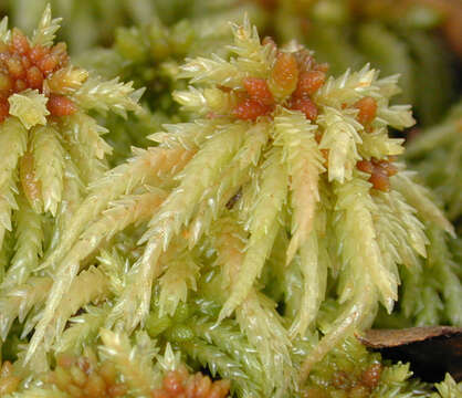 Image of Prairie sphagnum moss