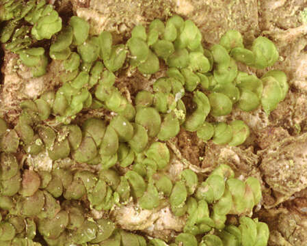 Image of dilated scalewort