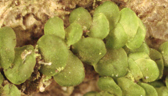 Image of Frullania dilatata (L.) Dumort.