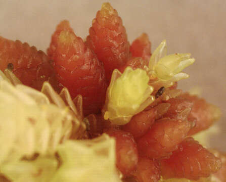 Image of Prairie sphagnum moss