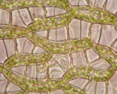 Image of Prairie sphagnum moss