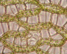 Image of Prairie sphagnum moss