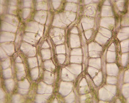 Image of Prairie sphagnum moss