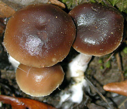 Image de Meottomyces dissimulans (Berk. & Broome) Vizzini 2008