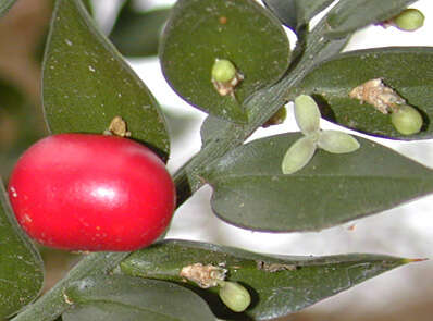 Image of Box Holly