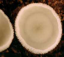 Image of Lachnum virgineum (Batsch) P. Karst. 1871