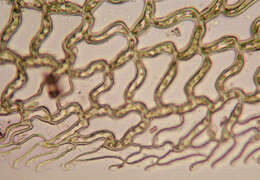 Image of Prairie sphagnum moss