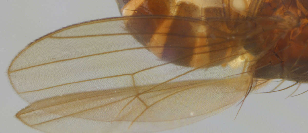 Image of Drosophila obscura Fallen 1823