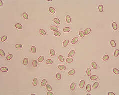 Plancia ëd Meottomyces dissimulans (Berk. & Broome) Vizzini 2008