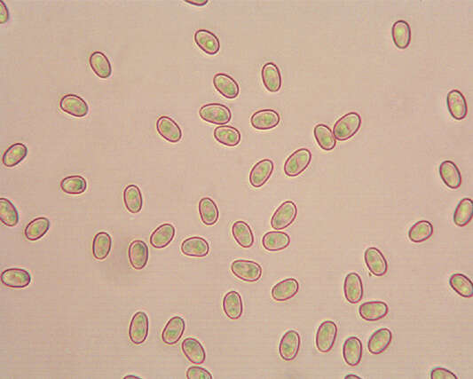 Plancia ëd Meottomyces dissimulans (Berk. & Broome) Vizzini 2008