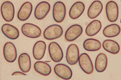 Plancia ëd Meottomyces dissimulans (Berk. & Broome) Vizzini 2008