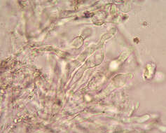 Plancia ëd Meottomyces dissimulans (Berk. & Broome) Vizzini 2008